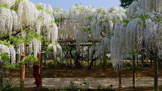 144-Year-Old Wisteria in Japan