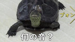 【クサガメ】怯えて逃げるもじお