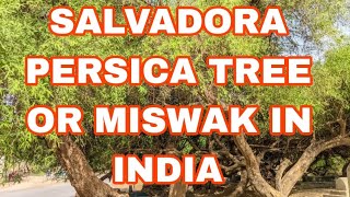 SALVADORA PERSICA TREE OR MISWAK IN INDIA#Uyyalavada