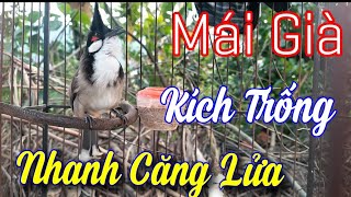 SIÊU PHẨM chào mào mái kích trống nhanh căng lửa - Chao mao mai già cực hăng kích Trống Đỉnh Cao