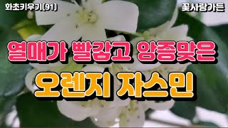 #화초키우기 사계절 꽃 피우는 빨간 열매, 햇빛을 좋아하는 오렌지 자스민