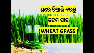 How To Grow Wheatgrass At Home || ଘରେ ଗହମ ଘାସ କିପରି ବନେଇବେ|| Wheatgrass growing at home in odia||