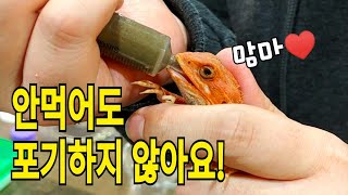 비어디드래곤이 밥을 안먹고 말라갑니까?