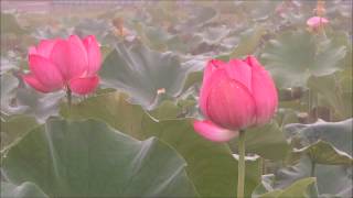 7　船頭平河川公園　早朝から～気分の良い　蓮の撮影編