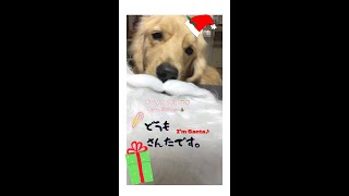 サンタさん役のゴールデンレトリバー🎅🏻♪ Santa is here🎁 :) はななん日記♡