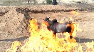 இந்த காளையின் வீரத்தைப் பாருங்கள்/Take a look at the exploits of bull (veera vilaiyattu)