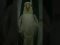 Cockatiel's stunning performance with curtain #cockatiel#parrot#pets#birds#viral