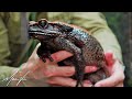 Biggest Toad in the WORLD!