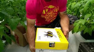 Unpacking Bumblebee Hive @ March Farm Greenhouses