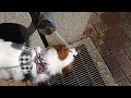 愛犬とおさんぽ【多頭飼い】