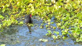 Moorhen Call (红冠水鸡的叫声）