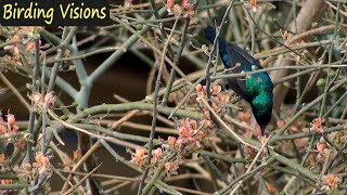 Palestine Sunbird foraging - song \u0026 call - Judean Desert