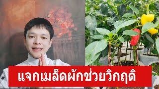 เริ่มแจกเมล็ดพันธุ์ฟรีรับได้เลยนะครับ