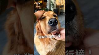 狗狗的IQ排行榜！你家寶貝也是資優生嗎？#毛孩星球 #pawstalker #寵物好好聊 #petsplanet #寵物分享 #毛小孩日常 #邊境牧羊犬 #貴賓犬 #德國牧羊犬 #黃金獵犬 #杜賓犬