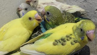 Budgies Sounds| Budgies Chirping sound | Budgies#253