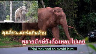 Ep 223 ลุงเดี่ยว.แกร่งเกินต้าน พลายยักษ์ยังต้องหลบ..!!#เขาใหญ่ #elephant #wildlife #animals #ช้างป่า