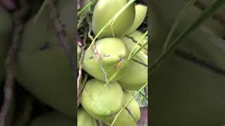 குலைகுலையாய் காய்க்கும் குட்டை ரகம் !!#dwarfcoconut #dwarfcoconutvariety #shortvideo #shorts