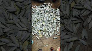 നല്ല പച്ച അയല ലേലം (mackerel) #shorts #fishing #kerala #trending #mackerel