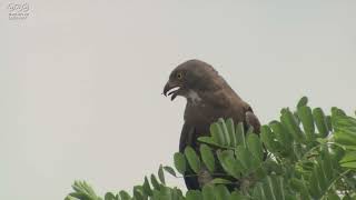 サシバ 木の上から飛び去る