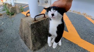 伸び上がって撫でられにくる野良猫が可愛過ぎる