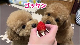 初イチゴを食べる前から大興奮の犬が、その美味しさをしっかりお顔で表現してくれましたｗ【マイクロティーカッププードル】【トイプードル】