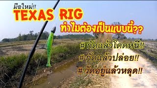 Texas rig มือใหม่!! กับปัญหาที่เจอบ่อยๆ ต้องมีคนมาตอบให้ ???? (เทคนิคตกเท็กซัสริก)