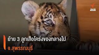 ย้าย 3 ลูกเสือโคร่งของกลางไป จ.สุพรรณบุรี