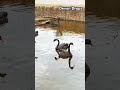 dawlish swans uk