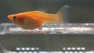 زایمان ماهی مولی ،Molly Fish, حمله ماهی مادر به بچه اش #molly#fish#aquarium#geburt#زایمان#ماهی#مولی