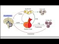 USMLE ACE Video 133: Basic Physiology of the Endocrine System