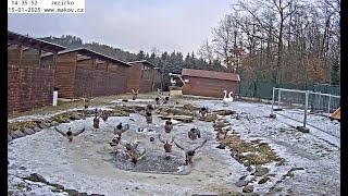 Vějířka rozehnala kačení partu od lavórku a šla si na sváču