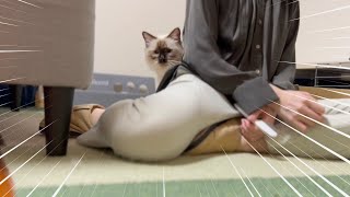 背後マウント取ってくる猫はこちらです【バーマン】