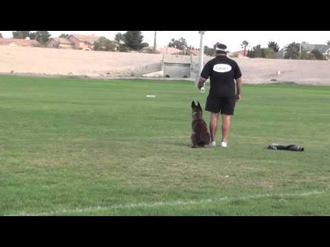 Police dog training - Get him to stop on a dime. Police dog training - Get him to stop on a dime.