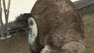 【高画質4K】大きいけど温厚で優しい鳥　エミュー 掛川花鳥園 /Friendly birds with big bodies,  Emu