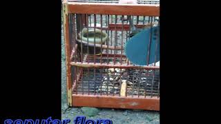 Prenjak Merah Jaran Goyang