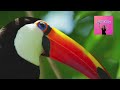 toucan bird bird singing