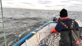 Nets sunk with fish in 10 mins! Really big deep water herring. Boat sea fishing.