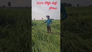 మూడు నెలల ఐదు రోజుల దొడ్డు వడ్ల పొలం#1010 seed #shorts