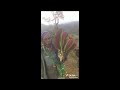 Harvesting Marita (Red Pandanus) with multiple heads