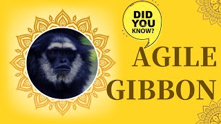 agile gibbon facts