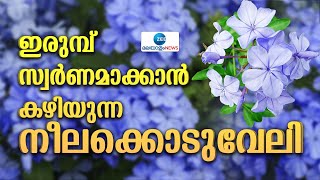 Neelakoduveli | നീലക്കൊടുവേലി എന്ന പൂച്ചെടിക്ക് ഇരുമ്പ് സ്വർണമാക്കാൻ കഴിവുണ്ടെന്നാണു വിശ്വാസം