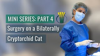 Surgery on a Bilaterally Cryptorchid Cat