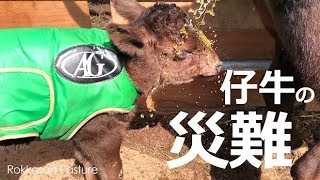 赤ちゃん牛に降りかかる災難【六甲山牧場】可愛い赤ちゃん牛を襲うハプニングとは!?