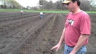 Planting Blueberries