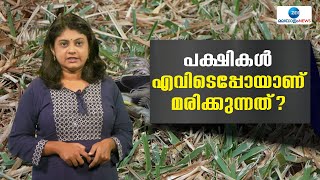 Birds Life Cycle | പക്ഷികള്‍ ചത്തുപോകുന്നത് എന്തേ മനുഷ്യര്‍ അറിയാത്തത്