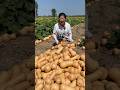 Pumpkin harvesting from farmers and cutting skills so fresh with landscape natural #shorts #pumpkin