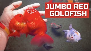 JUMBO Red Ranchu Goldfish - Greenhouse Stock Tank System