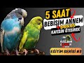 Konuşan Muhabbet Kuşu Bebişim Annem + Bonus | 5 Saat Muhabbet Kuşu Konuşturma Eğitimi !