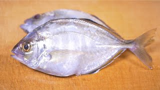 カイワリを捌く 酢締めと握り～How to prepare Whitefin trevally and Making Sushi and Sashimi.～