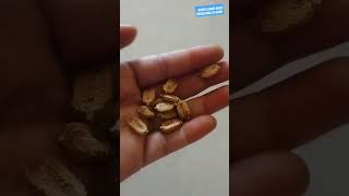 Bitter gourd Seeds Harvesting at home#shorts#bittergourd#seed#gardening#gardeningtips#youtubeshorts